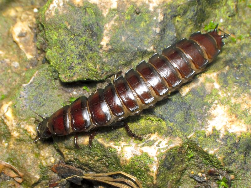 Carabidae Latreille, 1802